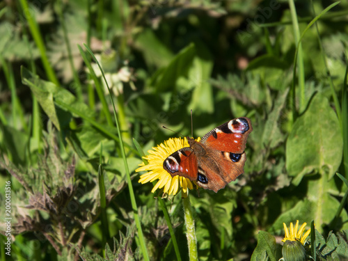 Tagpfauenauge - rot-brauner Schmetterling auf einer Löwenzahnblüte