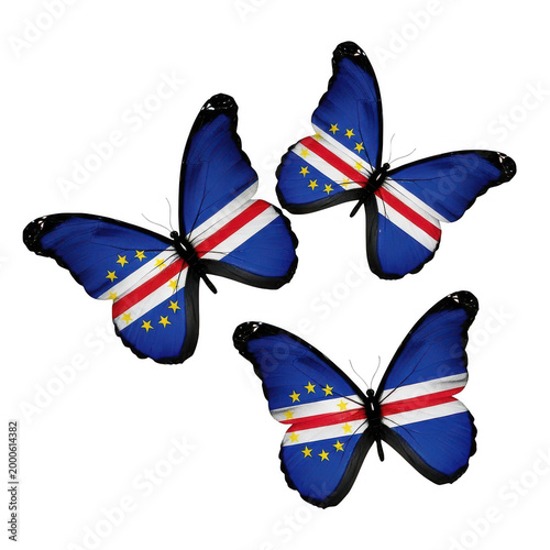 Two colorful butterflies flying together in nature