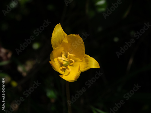 Frühlingsfarben - wunderschöne gelbe Tulpe