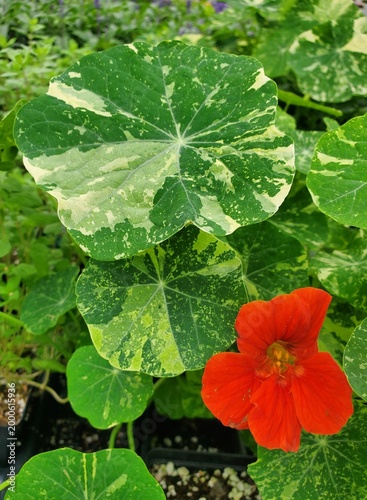 Variegated nasturtium with round patterned leaves and bright red-orange flower growing in a garden setting.