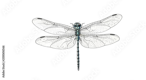 A detailed illustration of a dragonfly against a white background.