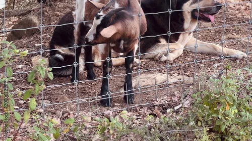 Curious Young Goat Head Trapped in Wire Fence Beside Resting Dog, Funny Farm Animal Moment Video
