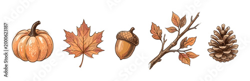 Various autumn elements pumpkin maple leaf acorn branch and pinecone are beautifully illustrated in a warm, hand-drawn style, perfect for seasonal designs.