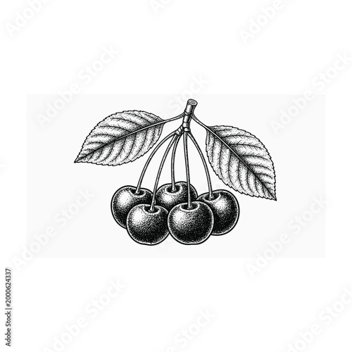 A detailed black and white illustration of a cluster of cherries with leaves on a branch