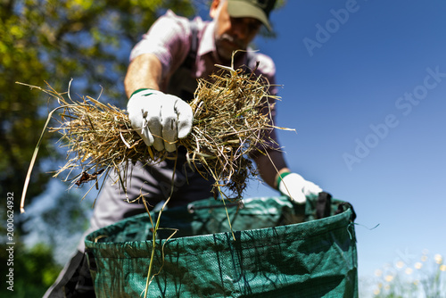 Close Up of Gardener Putting Dry Weeds Into Green Garden Bag