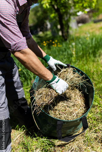 Gardener Filling Large Green Bag With Dry Grass and Weeds