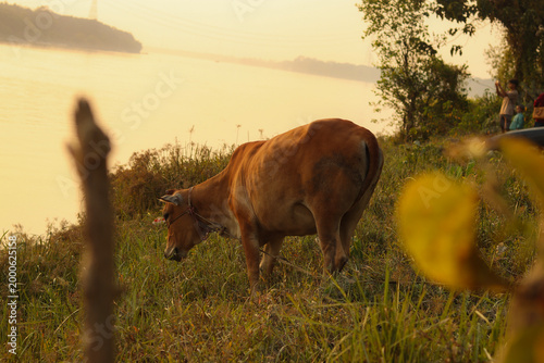 Photos cows grazing in a field