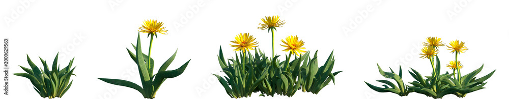 Obraz premium Set of Bergeranthus multiceps frontal isolated png on a transparent background perfectly cutout high resolution