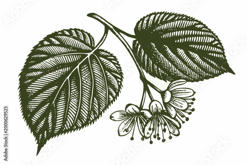 linden blossom botanical illustration with detailed leaves
