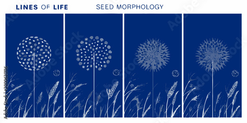 four technical posters featuring detailed white seed morphology on blue background high quality professional modern