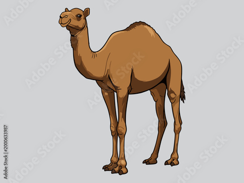 Dromedary camel illustration on grey background