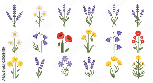 Collection of various wildflowers and herbs in bouquets.