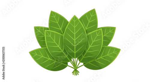 Bunch of green tobacco leaves