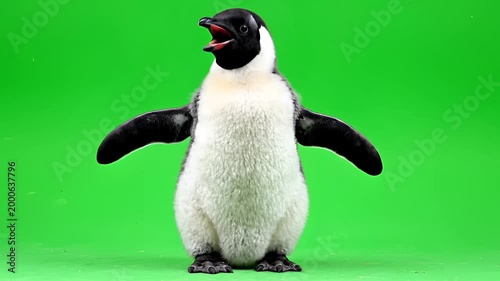 Cute Penguin Waving Wings on Green Screen Background.