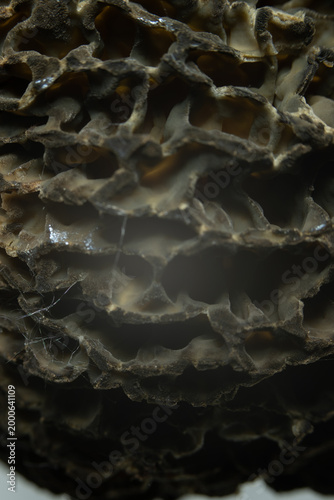 Pilz makro nah lamelle