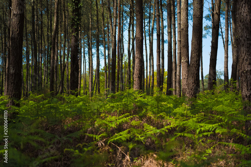 Alignements de pins dans la forêt landaise avec fougères au premier plan