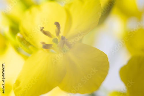 raps pflanze gelb natur blüte nah makro