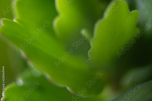 blatt grün nah makro