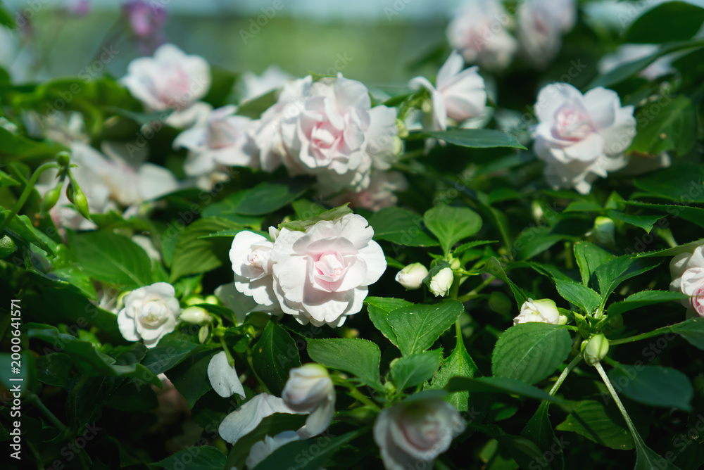 Fototapeta premium Delicate pale pink double impatiens flowers in full bloom, featuring soft rose-like petals and lush green leaves in a bright, sunny garden setting.