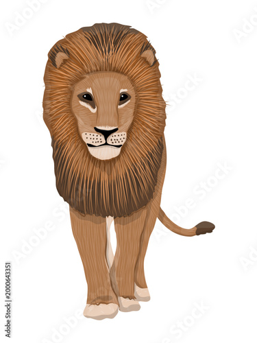 Majestic african lion walking forward. Vector illustration of a powerful wild cat predator isolated on white background. King of animals for safari and wildlife design projects