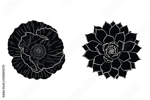 Vector illustration of a peony flower and a succulent plant with succulent