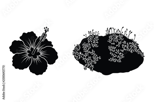 Hibiscus flower and cluster of small plants on a rock black and white hibiscus