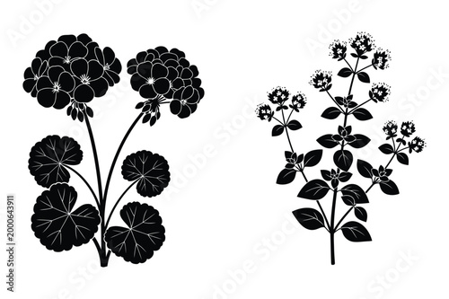 Black silhouette vector illustrations of geranium and oregano plants