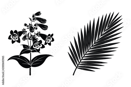 Black silhouette vector illustrations of penstemon plant and fern frond