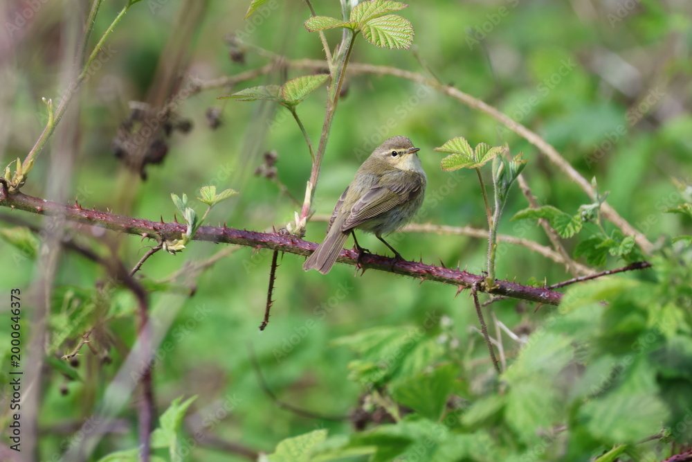 Fototapeta premium the common chiffchaff (Phylloscopus collybita) UK woodland during springtime