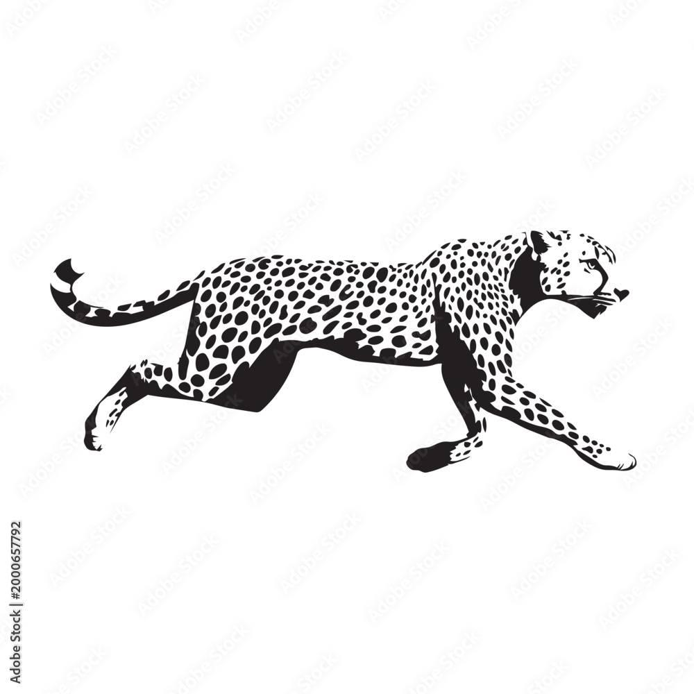 Fototapeta premium running cheetah vector illustration