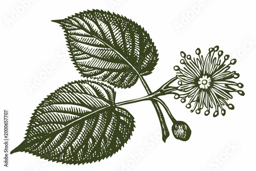 linden blossom botanical illustration with detailed leaves