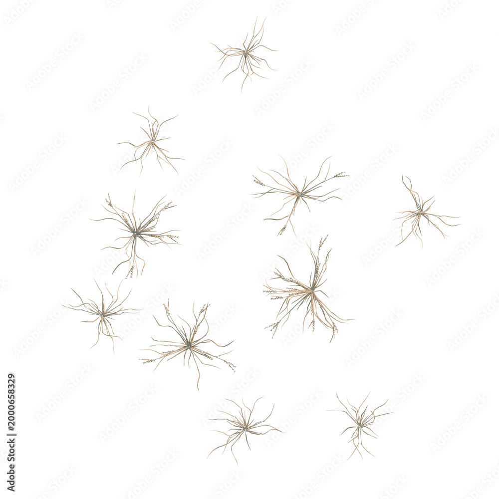 Naklejka premium Dactyloctenium aegyptium tree plan, top view, cutout, transparent background, isolate, Delicate Dry Grass Stalks, Detailed Texture, Nature Elements, Autumn, Rustic, Organic, Minimal