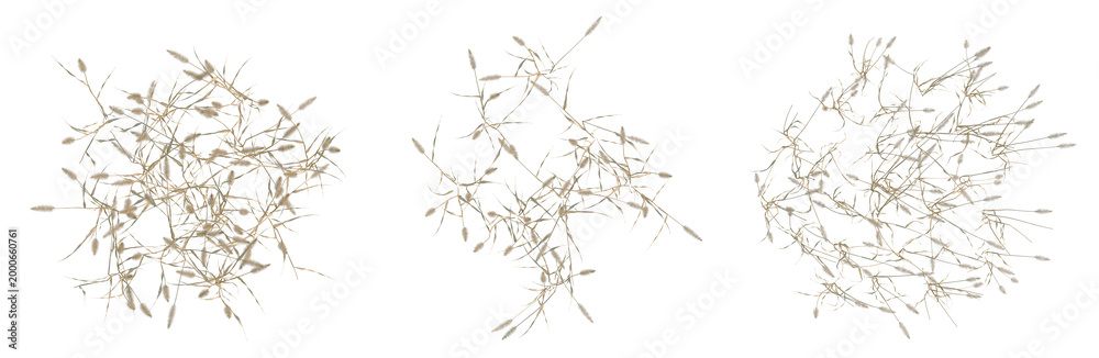 Naklejka premium Setaria viridis tree plan, top view, cutout, transparent background, isolate, Detailed wheat stalks, vector illustration of ripe grain harvest, rustic design, agricultural theme