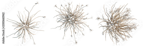 Fotografía Allium canadense tree plan, top view, cutout, transparent background, isolate, D