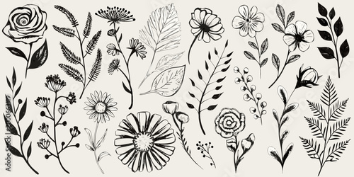botanical illustrations in black and white line art style high quality professional detailed modern elegant
