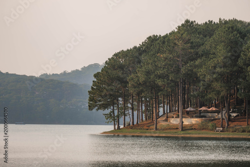 Konstfotografi Dense Pine Forest at Tuyen Lam Lake Shore