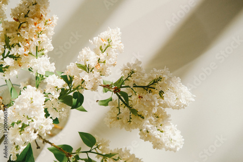 White lilac blossoms on a delicate branch bathed in soft sunlight, conveying natural beauty, freshness and calm for spring photography and floral design.