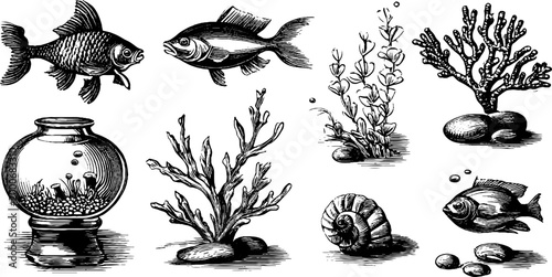 Vintage engraved clipart sheet of aquarium fish sea plants fishbowl snail and stones for nautical background and decorative design elements