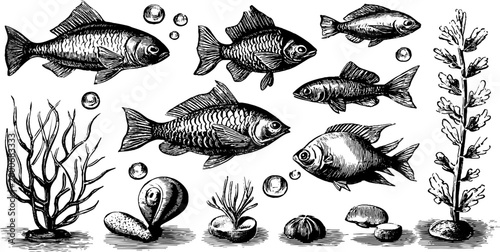Vintage engraved aquarium fish and coral clipart sheet with shells bubbles and sea plants for background and design