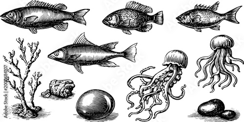 Vintage engraved collection of deep sea fish jellyfish and seabed elements clipart for nautical design backgrounds and scientific illustration