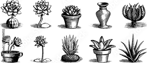 Vintage engraved succulent rosette and clay pot botanical sheet with assorted potted plants for background, pattern and decor use