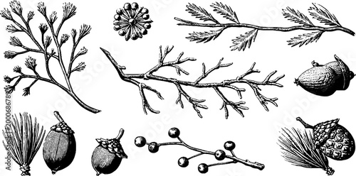 Vintage engraved clipart sheet of winter branches pine cones acorns and berries for seasonal holiday design and festive background