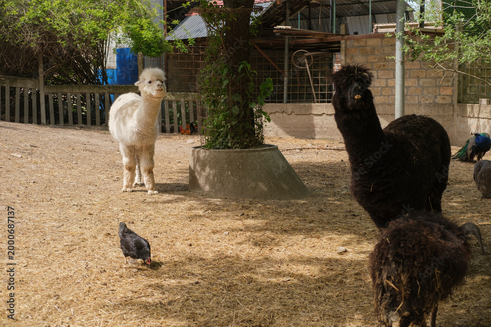 Fototapeta premium Two alpacas standing in a sunny outdoor enclosure with a pigeon walking nearby and a tree in the center of the scene on a farm or zoo environment.