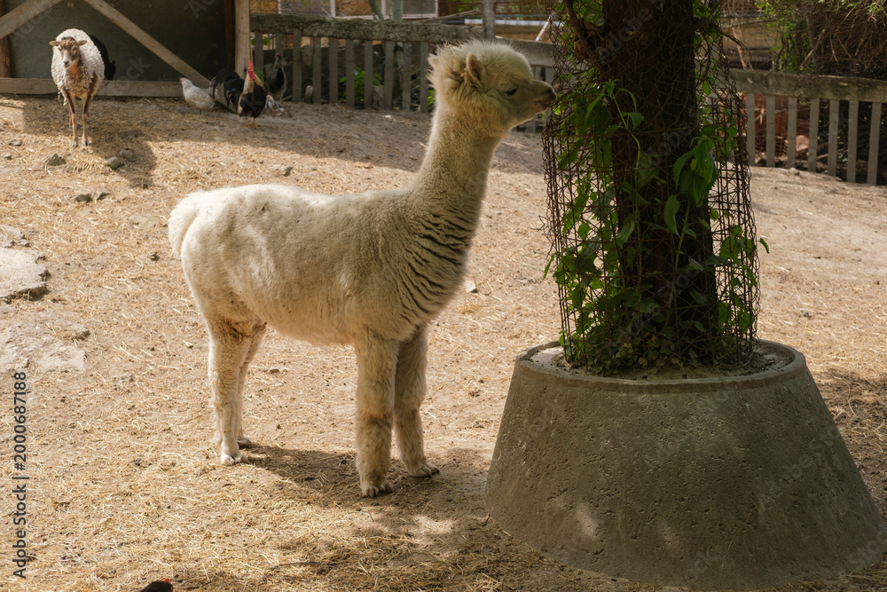 Fototapeta premium Young alpaca standing near a tree in a farm enclosure with other alpacas in the background under natural sunlight during daytime.