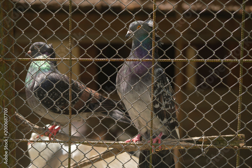 Cuadro en lienzo Two pigeons perched on a wooden branch inside a wire mesh cage with a blurred brown background in natural light environment