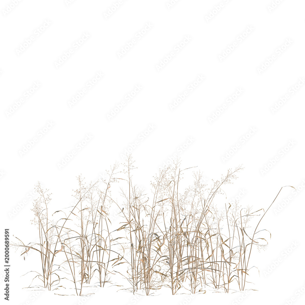 Obraz premium Capillipedium assimile tree, elevation, front view, cutout, transparent background, isolate, Delicate dry grass texture, detailed natural background, nature backdrop, autumn foliage