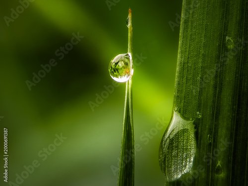 Εκτύπωση καμβά Extreme close-up macro of a single, crystal clear dew drop hanging on a thin blade of green grass during a fresh spring morning