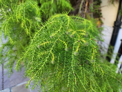 Cryptomeria japonica is the national tree of Japan and a very important economic tree, commonly used in Japanese-style gardens or planted as an ornamental tree in cool climates.