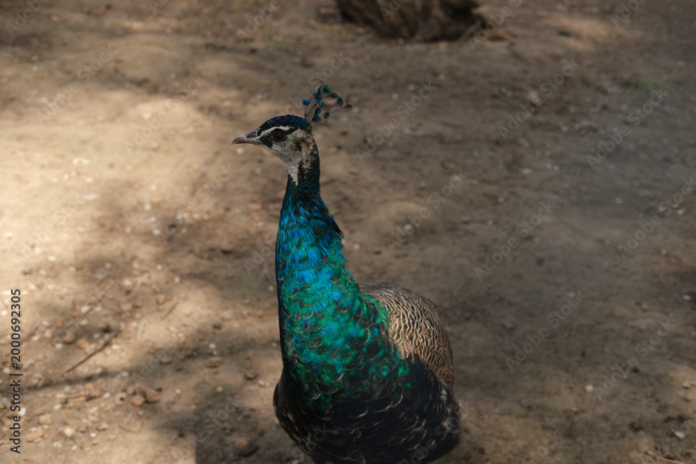 Fototapeta premium Peacock standing on dry ground with sunlight and shadows, displaying vibrant blue and green feathers and detailed plumage in natural outdoor environment.