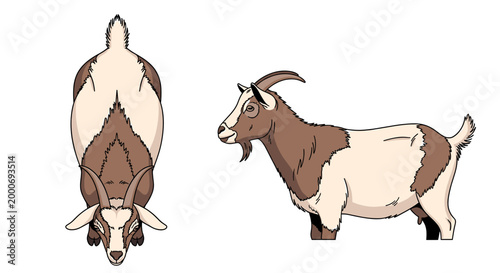 Top and side view illustration of a brown and white goat with horns and a beard.